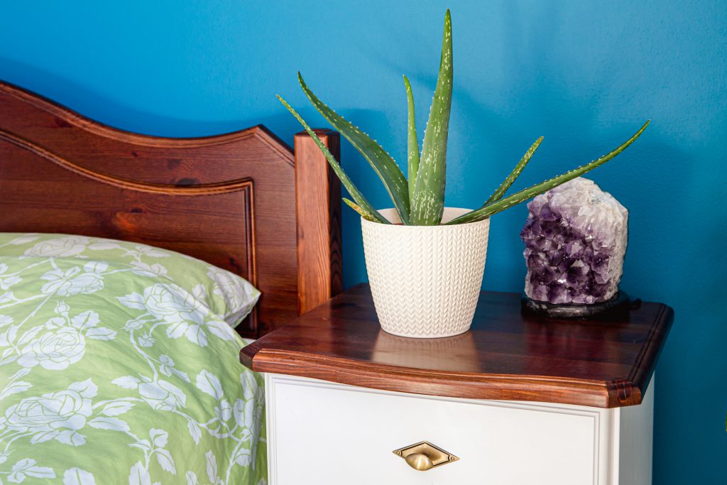 Aloe vera houseplant growing in white braided pattern pot in blue color wall home bedroom, close up view. Improving air quality.