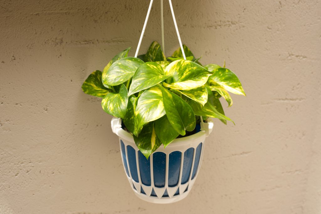 Hang the pothos aka devil's ivy inside a home with green and heart shaped leaves, tan wall and white and blue planter