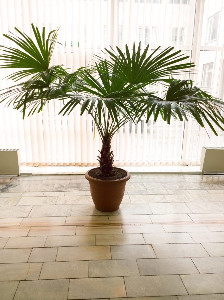 majesty palm inside a home with green leaves and a brown trunk and brown planter on tiles