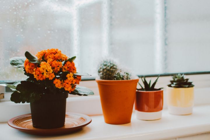 a small planter of flower arrangement, two small planters of succulents and one small planter of catus sitting on a windowsill and rain on the window